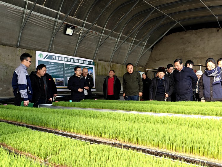 Bwin必赢平台镇赉县举办高质量农业发展座谈会暨水稻种植技术培训(图3)