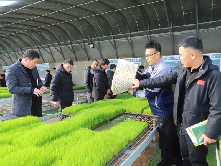 Bwin必赢平台镇赉县举办高质量农业发展座谈会暨水稻种植技术培训(图5)