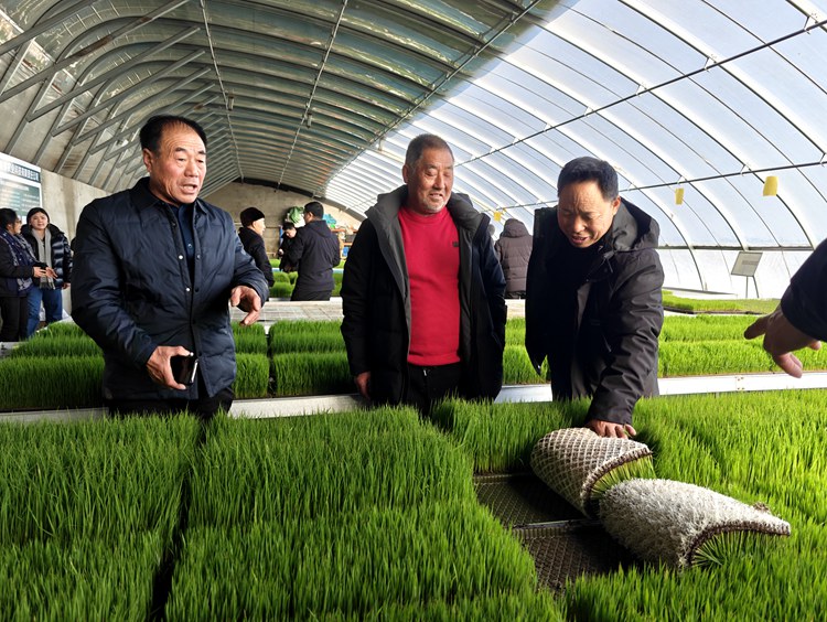 Bwin必赢平台镇赉县举办高质量农业发展座谈会暨水稻种植技术培训(图4)