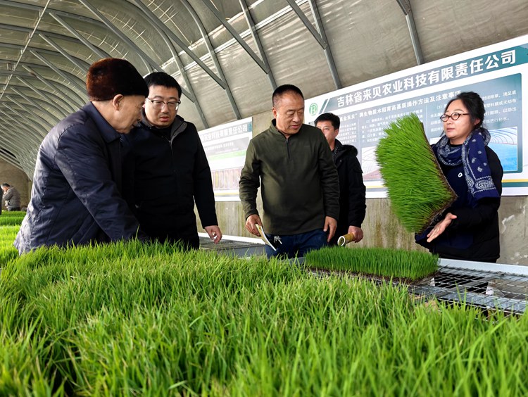 Bwin必赢平台镇赉县举办高质量农业发展座谈会暨水稻种植技术培训(图6)
